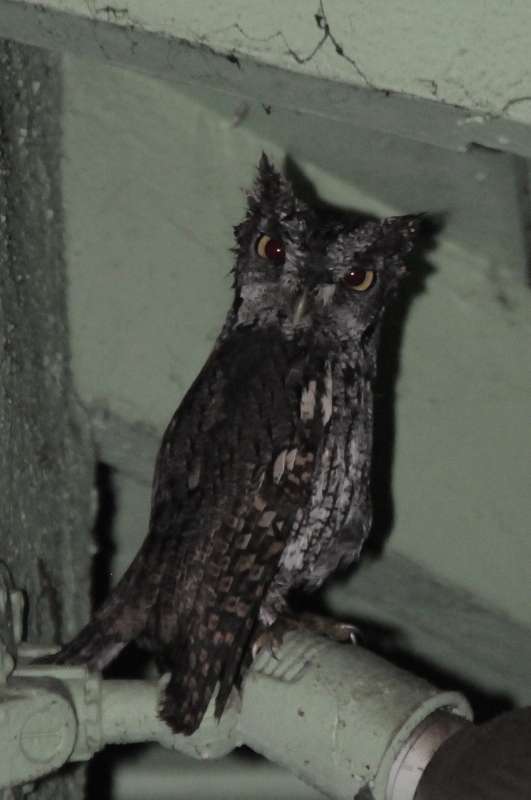 DSC_7540_owl.JPG