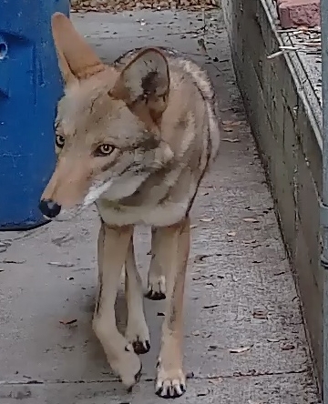 coyote_in_daylight.jpeg