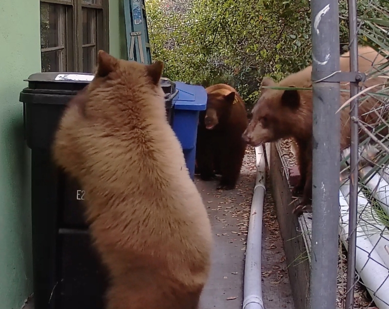 three_bears.jpeg