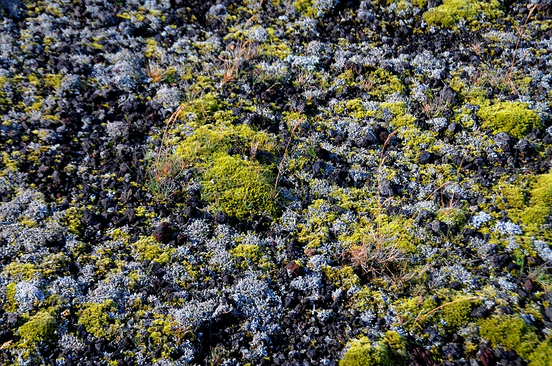 DSC_7045.JPG