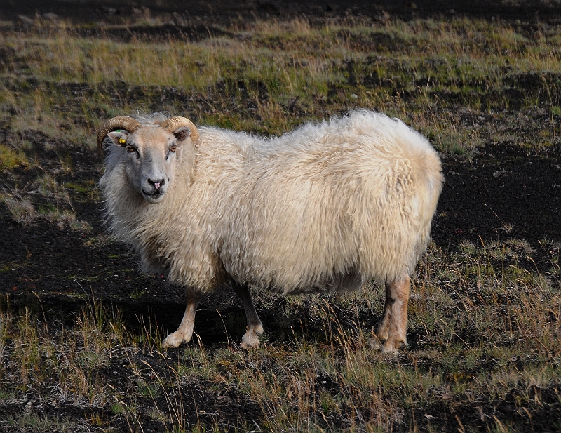 DSC_7049.JPG