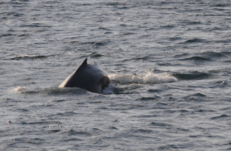 DSC_7438.JPG