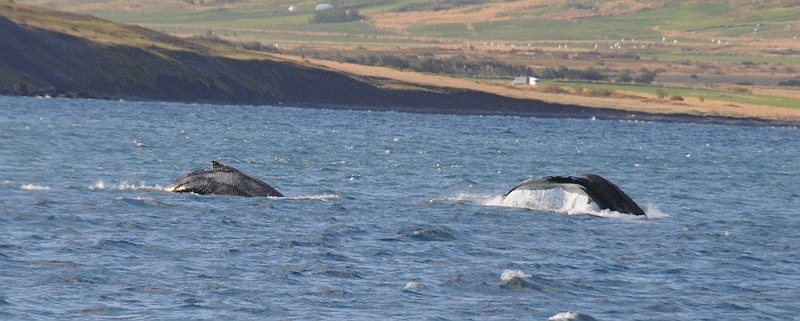 DSC_7450.JPG