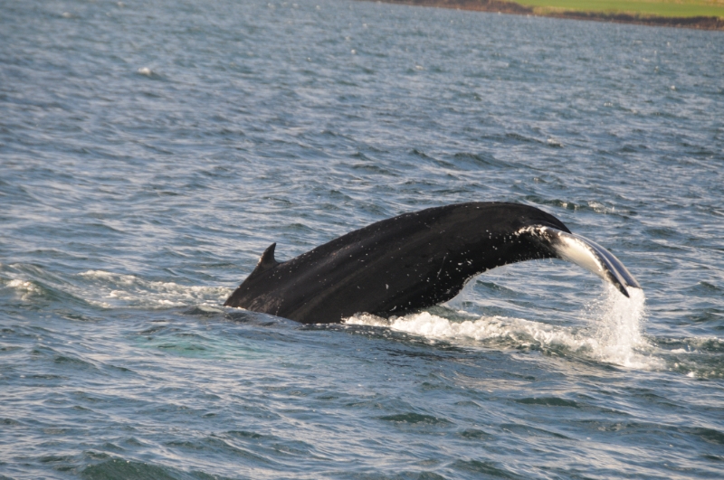 DSC_7461.JPG