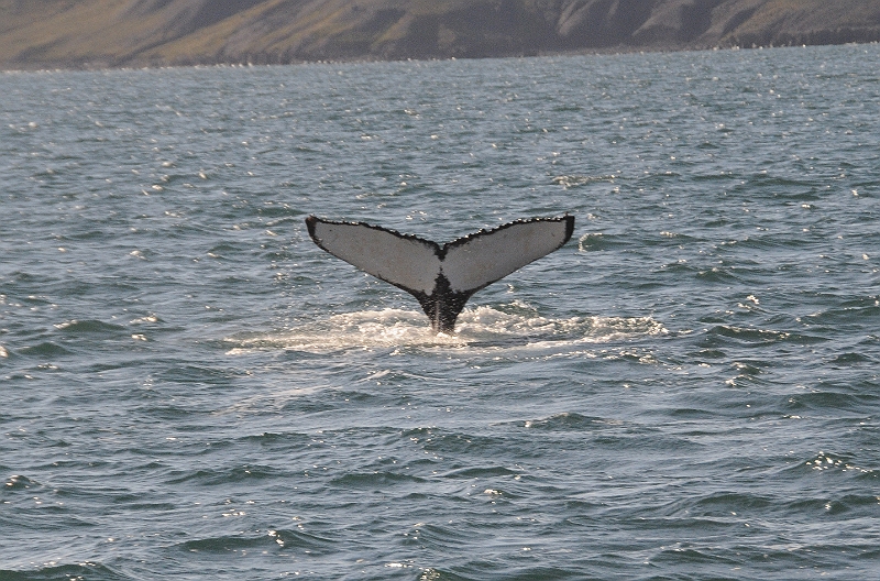 DSC_7489.JPG